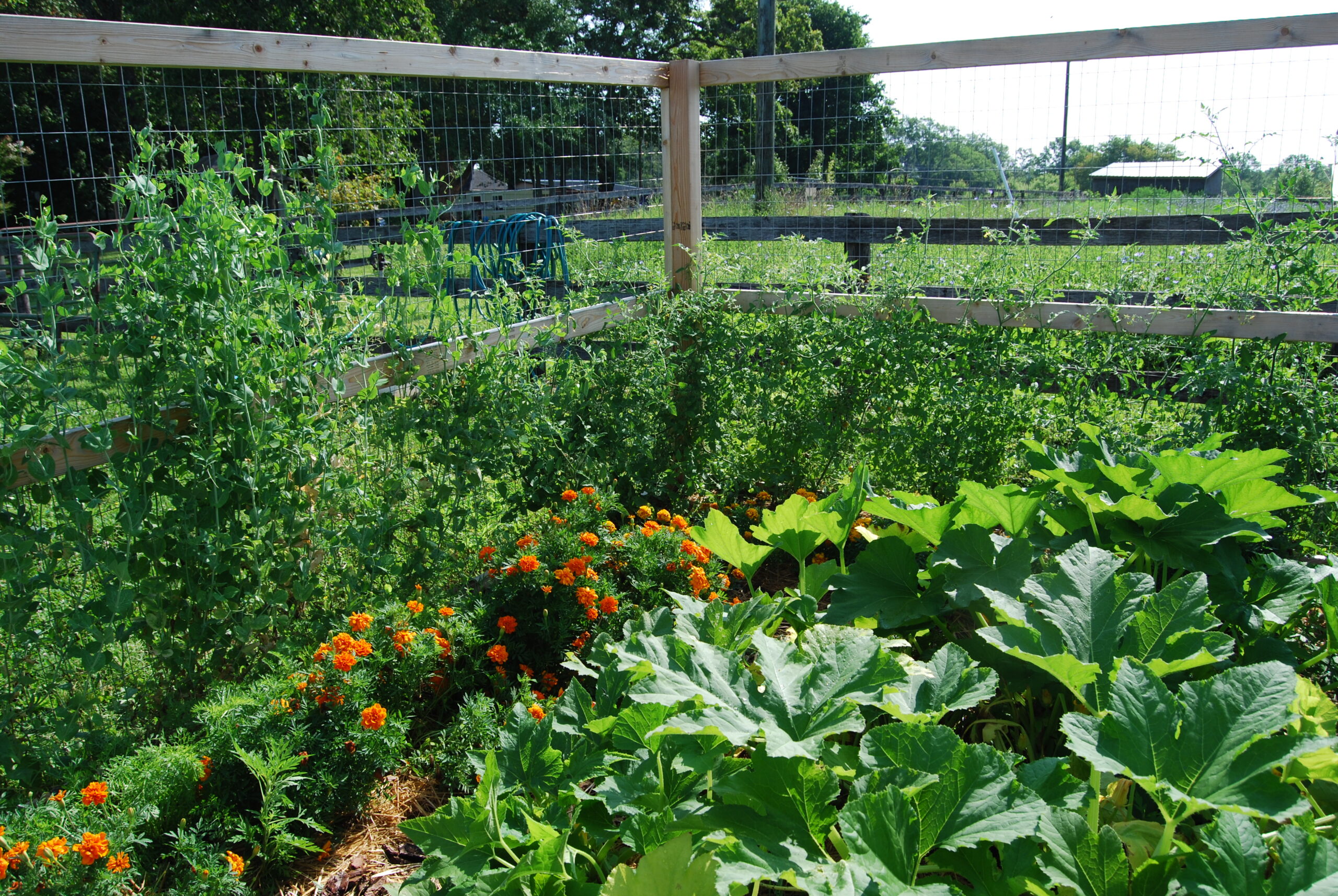 Garden view with vegetables